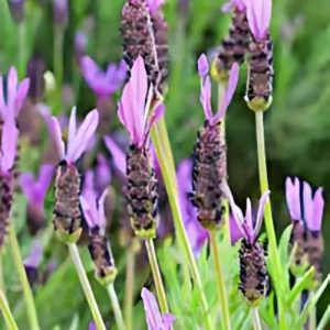 Spanish Lavender Long Stem - Lavandula stoechas 15cm
