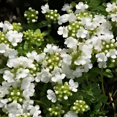 Creeping Thyme Snowdrift - Thymus serpyllum 15cm