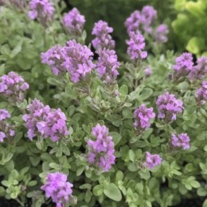 Bressingham Thyme - Thymus vulgaris 15cm