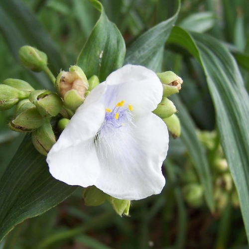 Virginia Spiderwort Alba White - Tradescantia virginiana 15cm