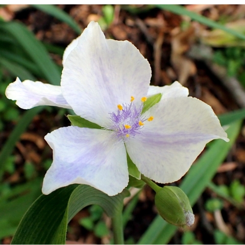 Virginia Spiderwort Osprey White with Blush of Purple - Tradescantia virginiana 15cm