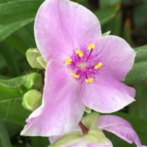 Perennials