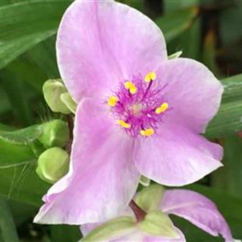 Virginia Spiderwort Pink Chablis Pink - Tradescantia virginiana 15cm