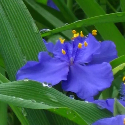 Virginia Spiderwort Sweet Kate Blue and Gold - Tradescantia virginiana 15cm
