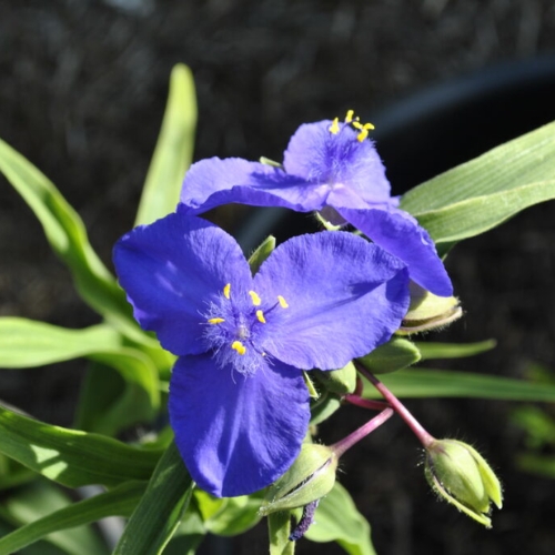 Virginia Spiderwort Zwanenberg Dark Blue - Tradescantia virginiana 15cm