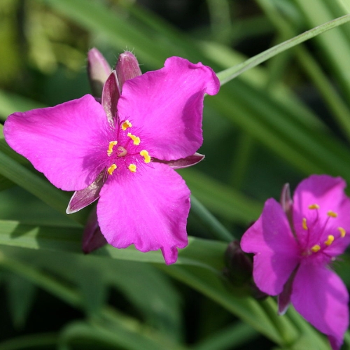Virginia Spiderwort Red Grape Magenta - Tradescantia virginiana 15cm