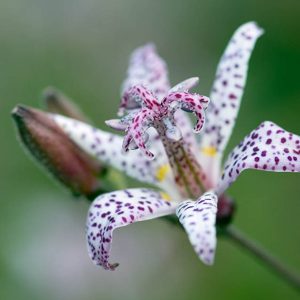 Toad Lily Small Wonder - Tricyrtis formosana 15cm