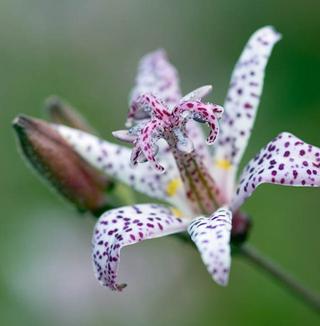 Toad Lily Small Wonder - Tricyrtis formosana 15cm