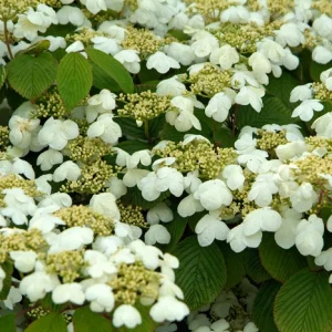 Japanese Snowball - Viburnum plicatum 17cm