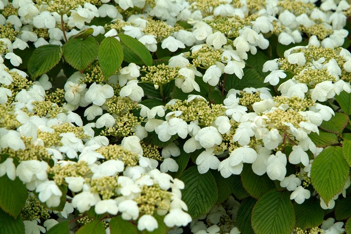 Japanese Snowball - Viburnum plicatum 17cm