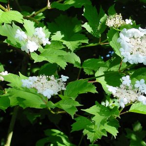 Guelder Rose - Viburnum opulus 17cm