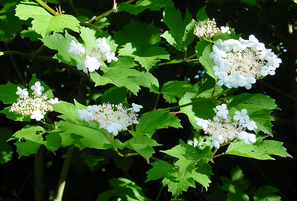 Guelder Rose - Viburnum opulus 17cm