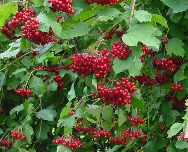 VIBURNUM OPULUS Guelder Rose 17cm - Image 2