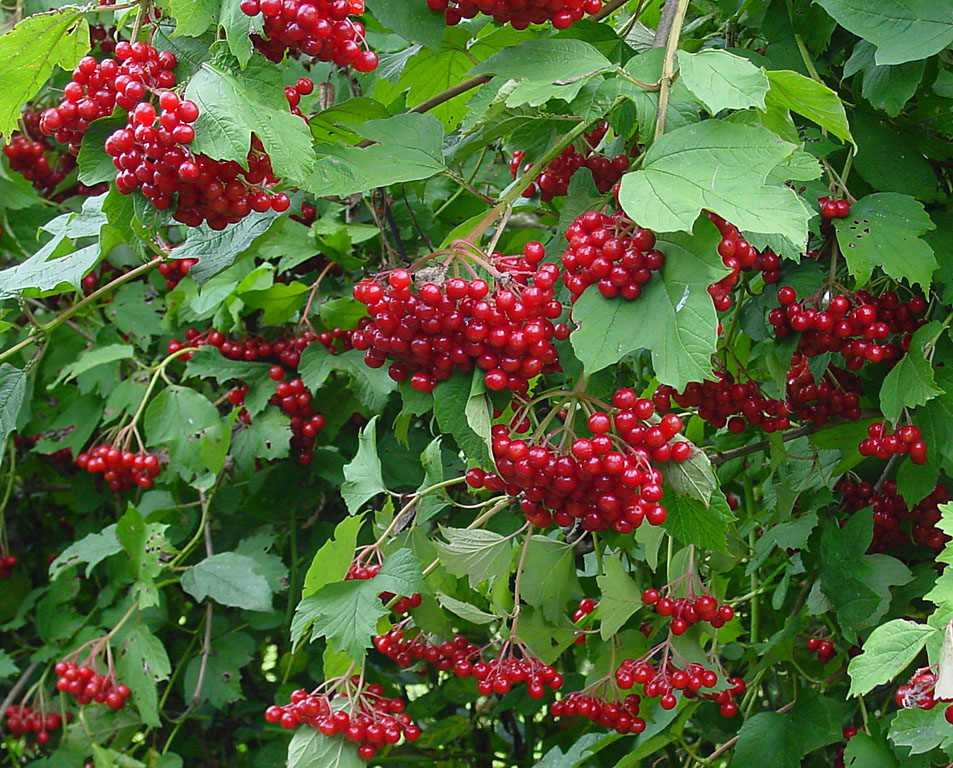 Guelder Rose - Viburnum opulus 17cm - Image 2