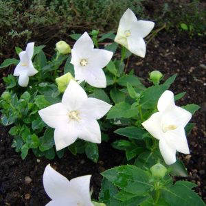 PLATYCODON GRANDIFLORUS "Astra" Balloon Flower  (White) 15cm