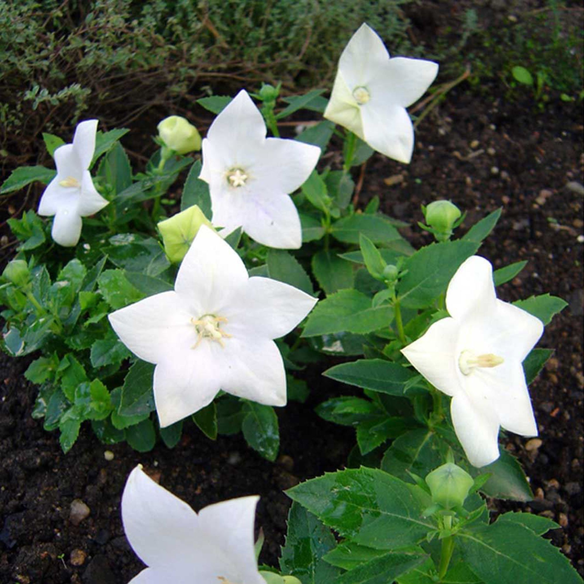 Balloon Flower Astra White - Platycodon grandiflorus 15cm