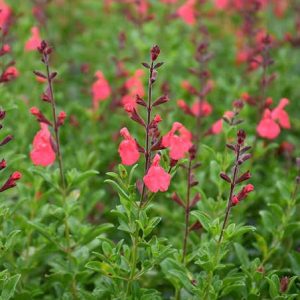 SALVIA GREGGII (Coral) 15cm