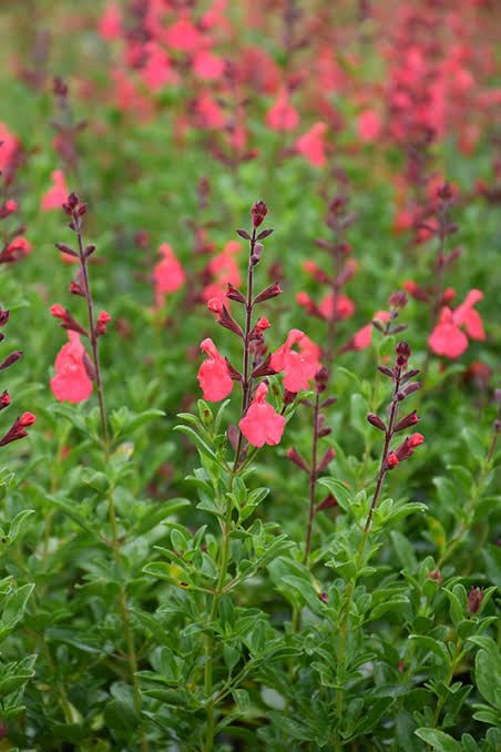 Salvia Coral - Salvia greggii 15cm