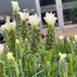 Spanish Lavender Compact White - Lavandula stoechas 15cm
