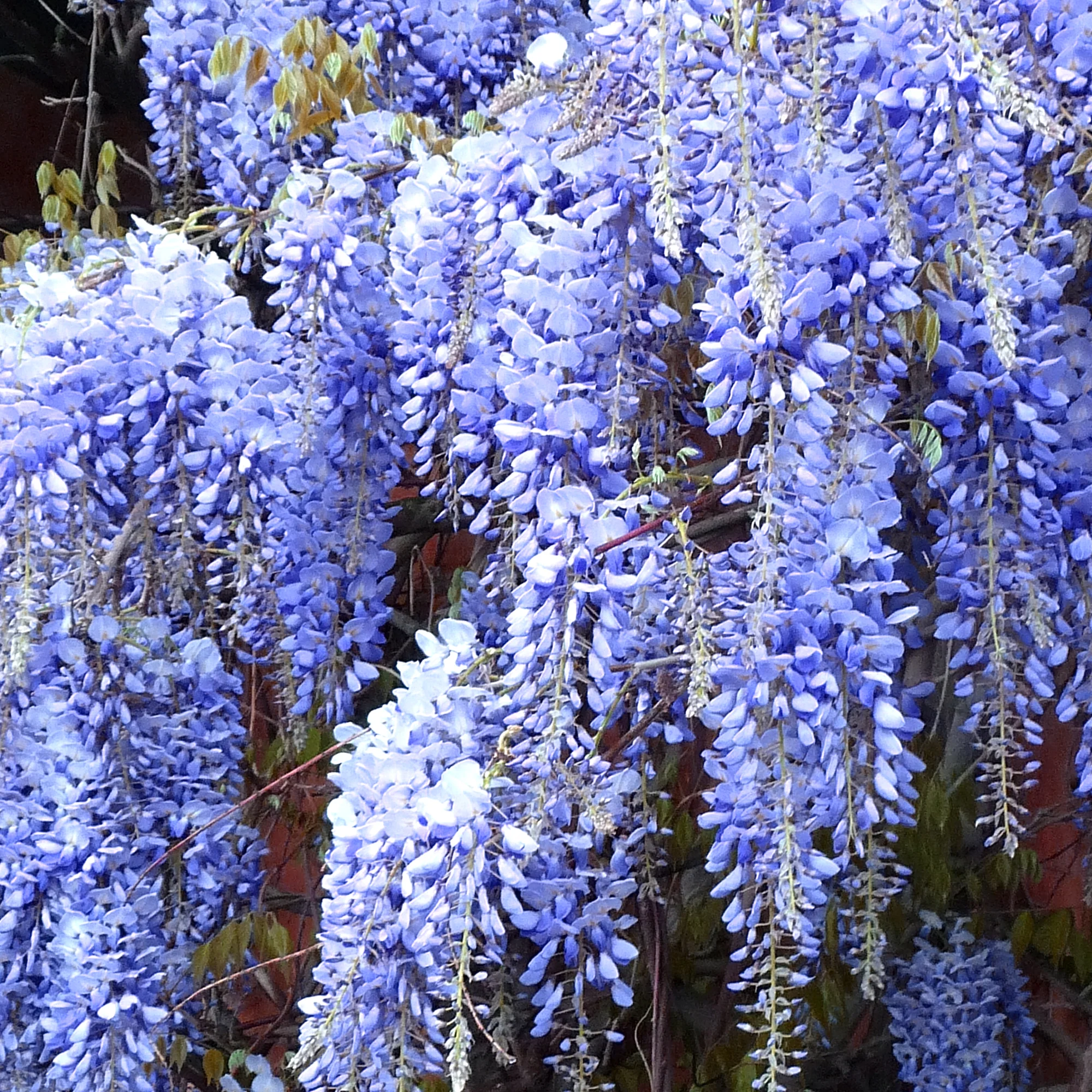 Chinese Wisteria Blue - Wisteria sinensis 17cm
