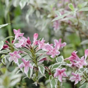 Weigela Pink with Variegated Leaf - Weigela florida10kg