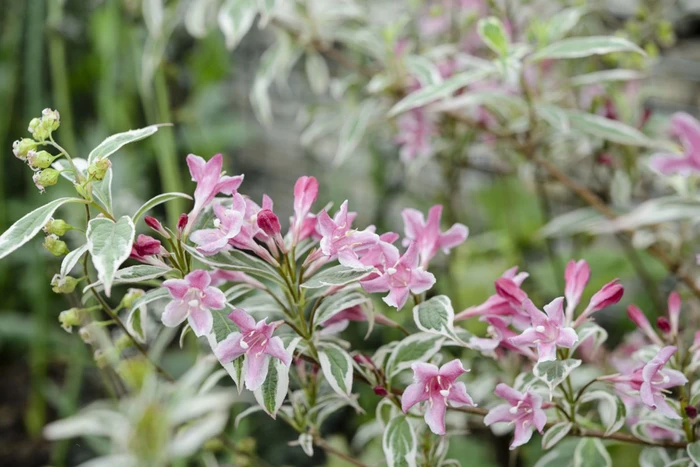 Weigela Pink with Variegated Leaf - Weigela florida10kg
