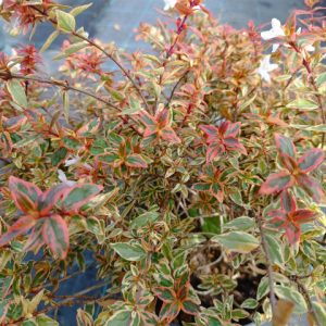 Tricolor Abelia Variegated - Abelia x grandiflora 15cm