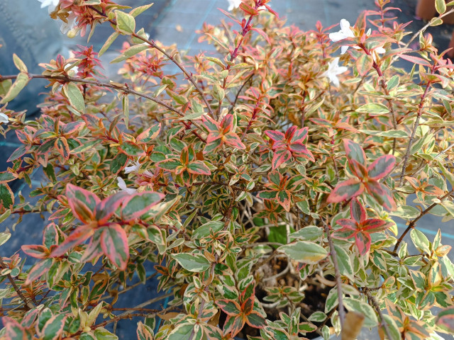 Tricolor Abelia Variegated - Abelia x grandiflora 15cm