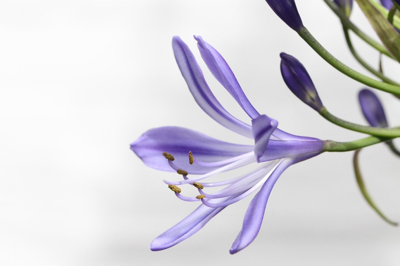 Agapanthus ‘Peter Pan’