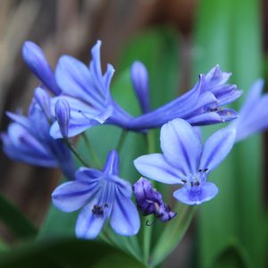 Dwarf Agapanthus Blue - Agapanthus minimus 15cm