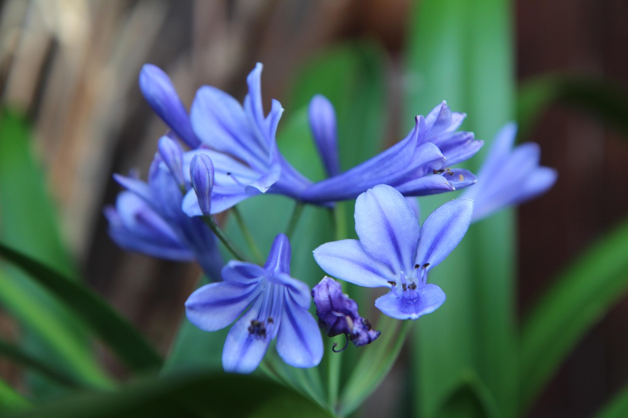 Dwarf Agapanthus Blue - Agapanthus minimus 15cm