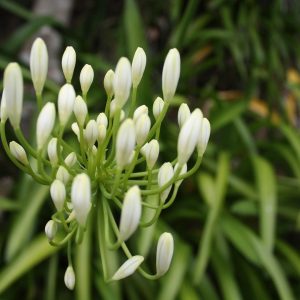 Agapanthus White - Agapanthus minimus 15cm