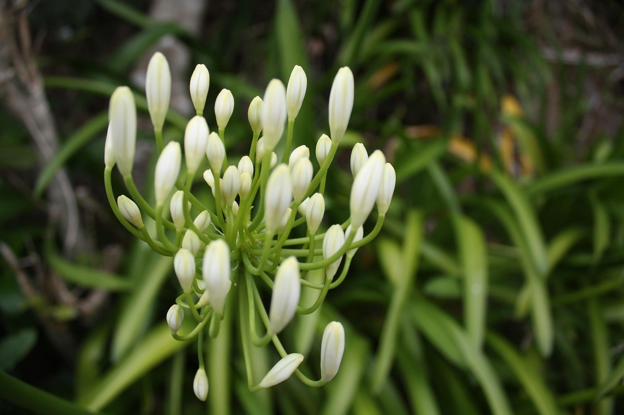 Agapanthus White - Agapanthus minimus 15cm