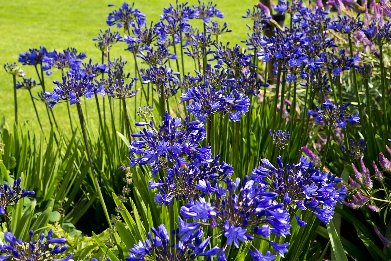 AGAPANTHUS “Lapis”