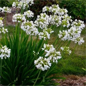 Agapanthus Petite White - Agapanthus africanus 15cm