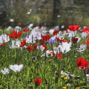 LYCHNIS CORONARIA (Alba) 15cm