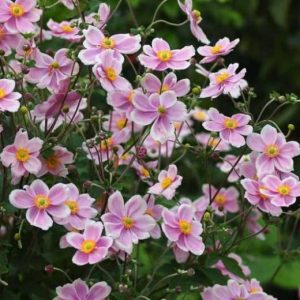 Japanese Anemone Robustissima Single Pink - Anemone japonica 15cm