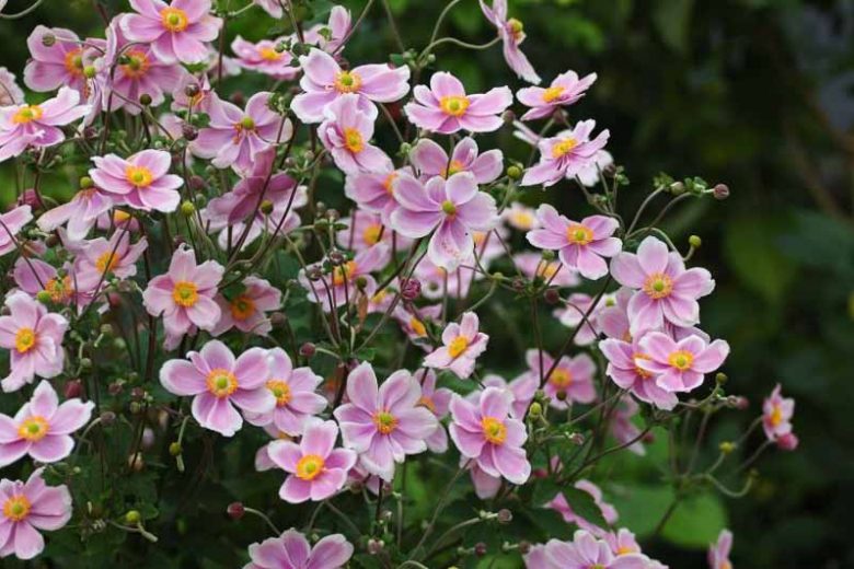 Japanese Anemone Robustissima Single Pink - Anemone japonica 15cm