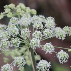 ANGELICA PACHYCARPA