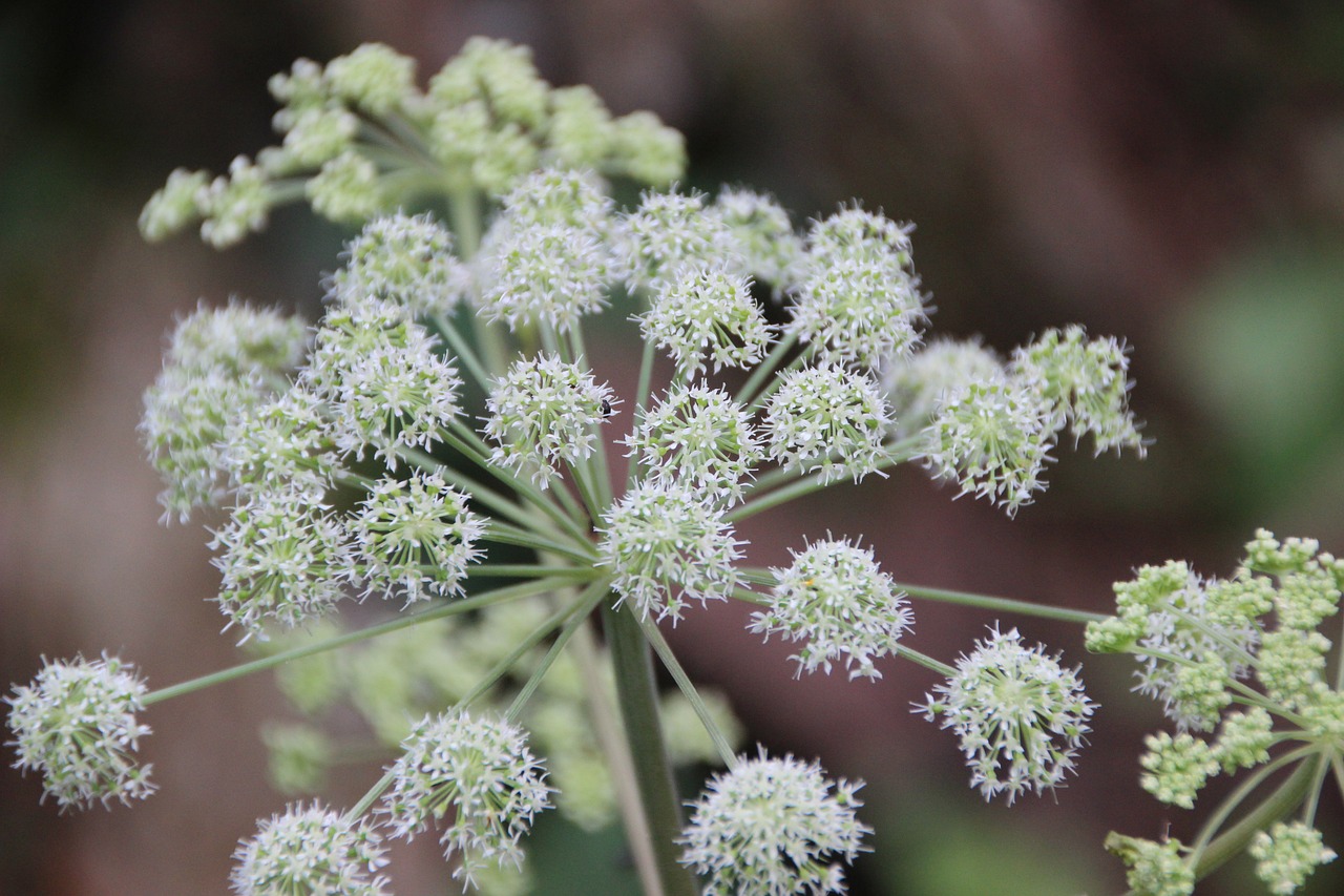 ANGELICA PACHYCARPA
