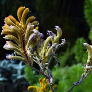 ANIGOZANTHOS
