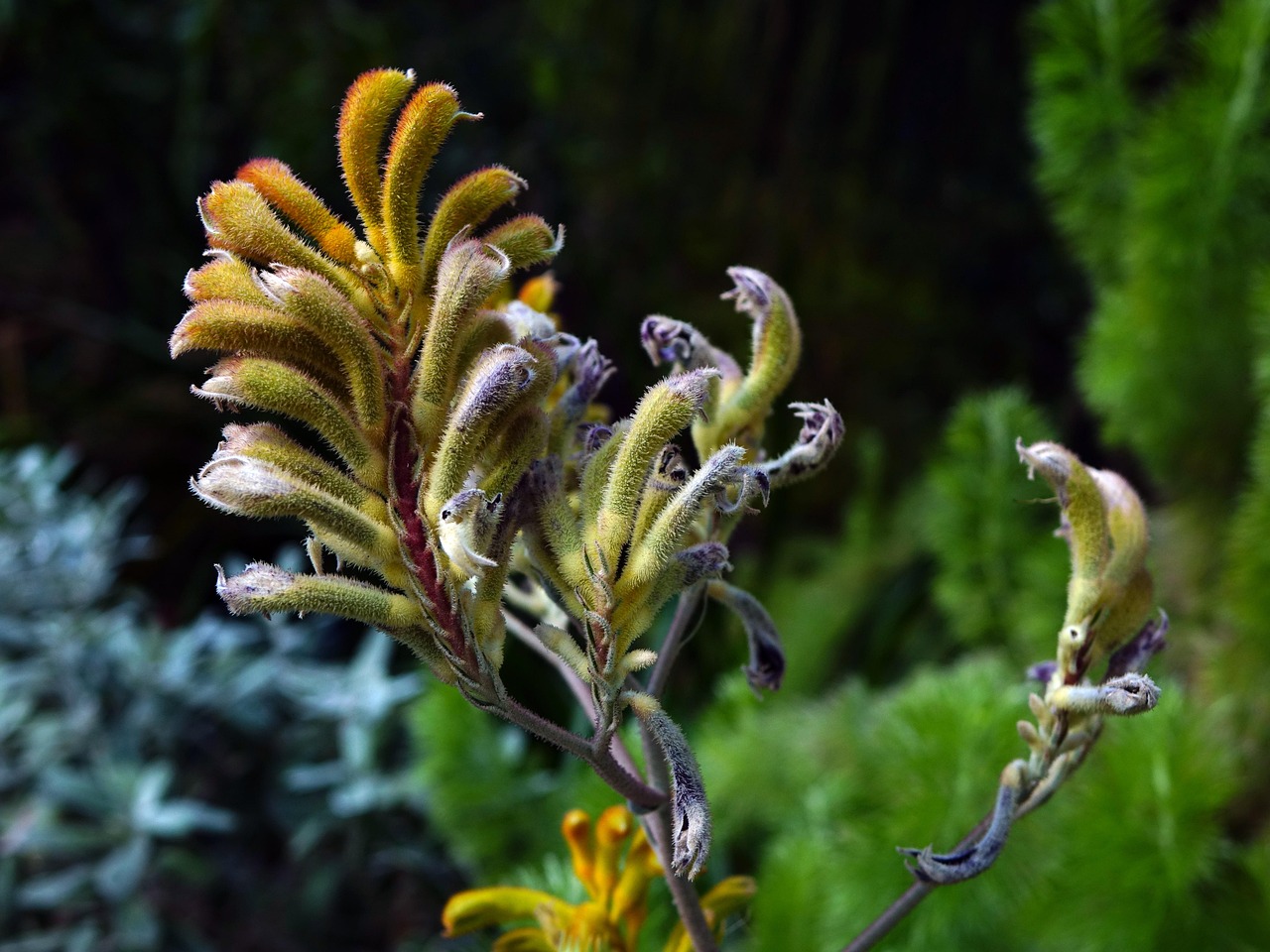 ANIGOZANTHOS