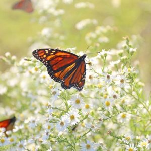 Heath Aster White - Aster ericoides 17cm