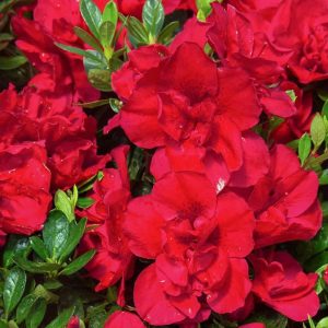 Azalea Claude Goyet Compact Double Red - Azalea indica 17cm