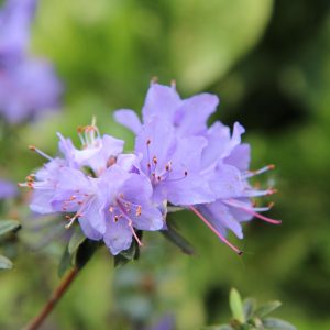 Azalea Lavender Queen - Azalea indica 17cm