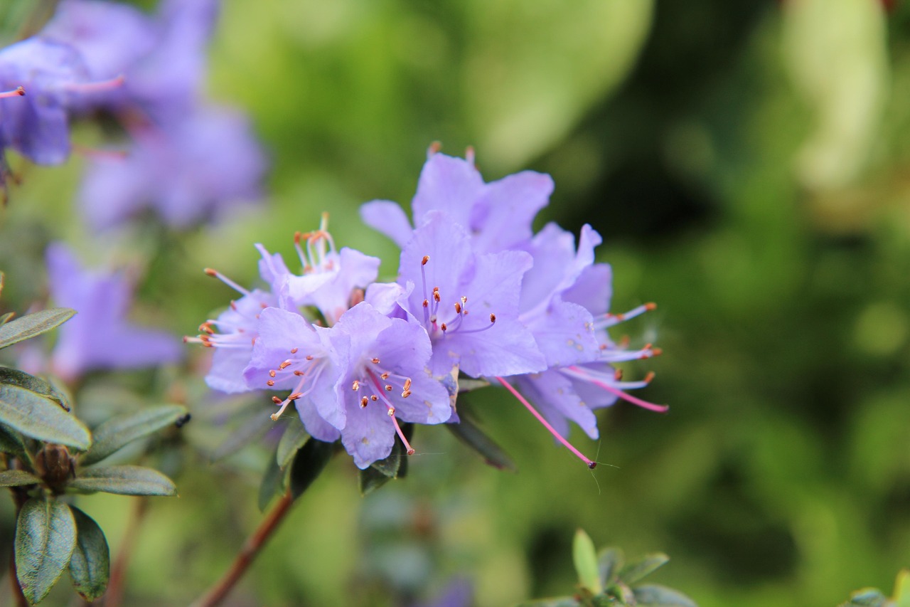 Azalea Lavender Queen - Azalea indica 17cm
