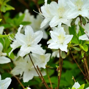Azalea Compact White - Azalea indica 17cm