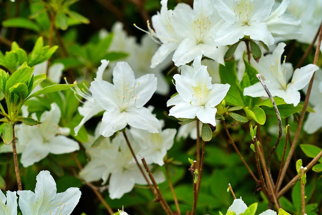 Azalea Compact White - Azalea indica 17cm