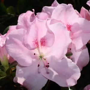 Azalea Bertina Baby Pink - Azalea indica 17cm