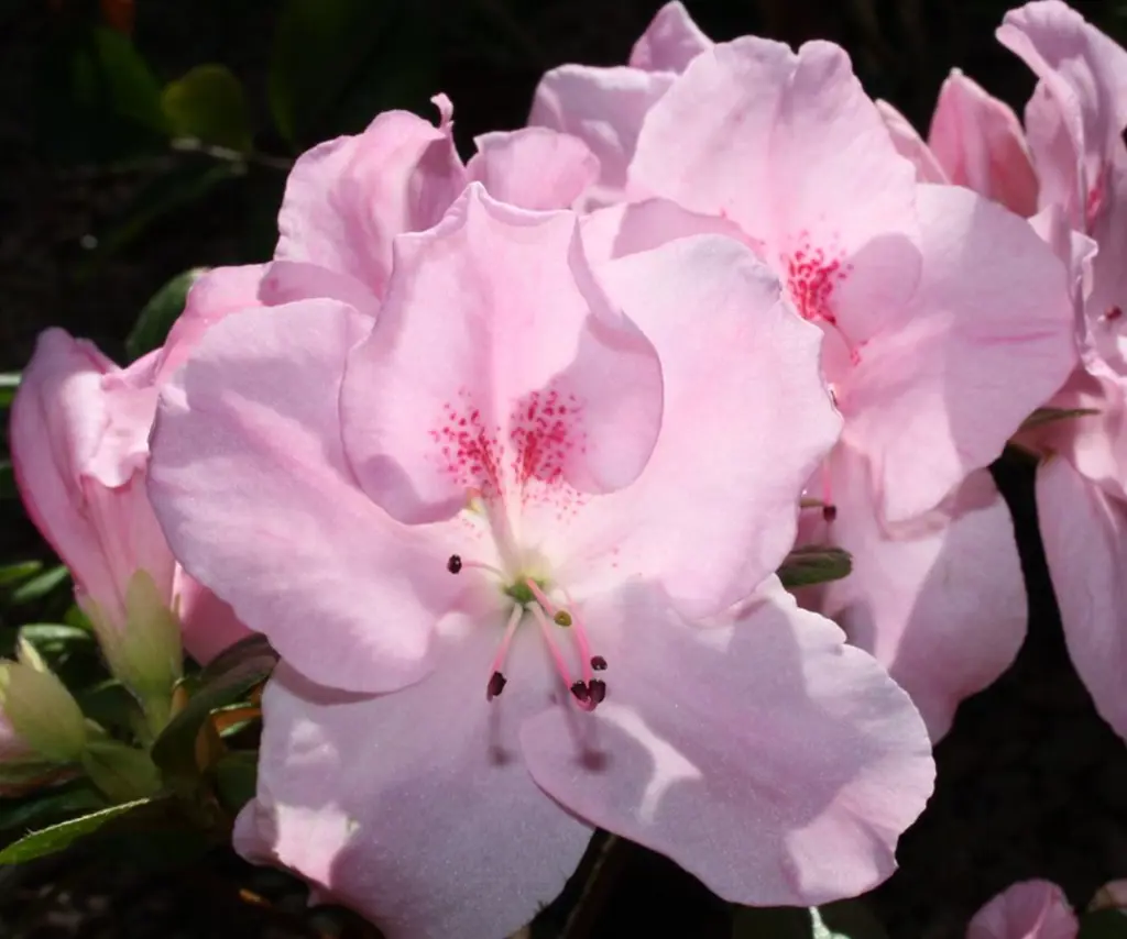 Azalea Bertina Baby Pink - Azalea indica 17cm